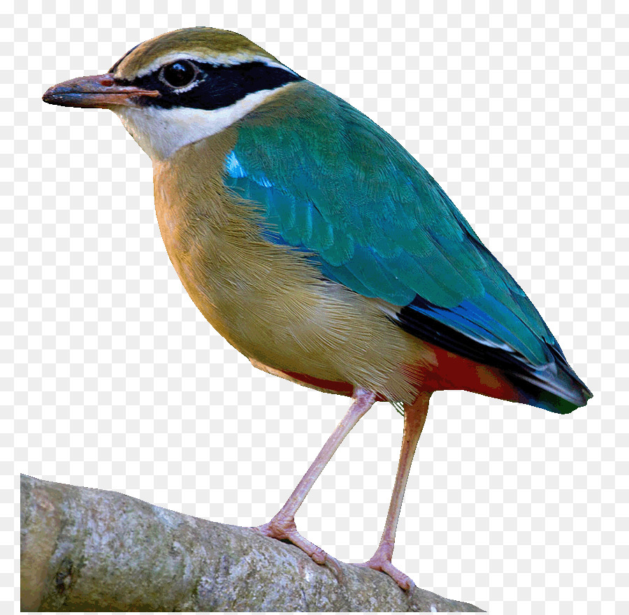 Pájaro，La Migración De Las Aves PNG