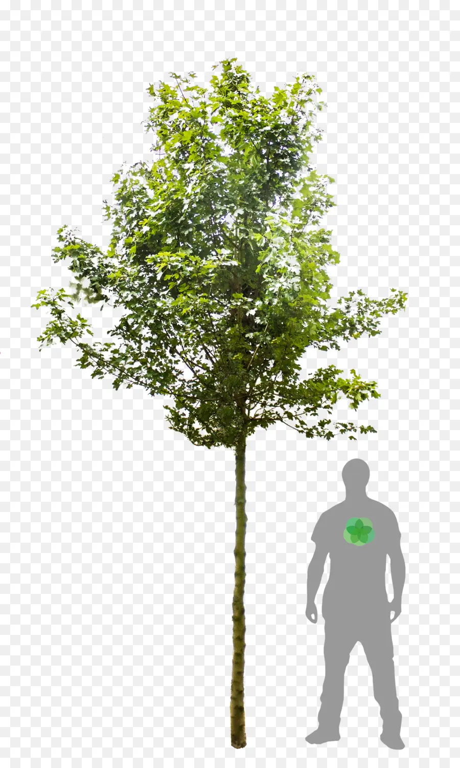 árbol，Acer Campestre Elsrijk PNG