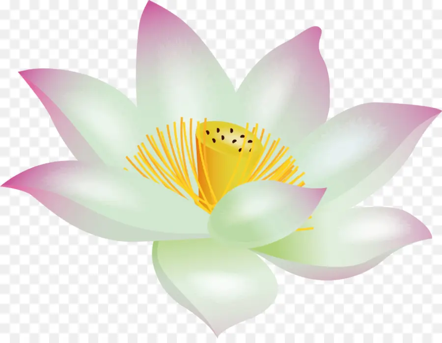 Nelumbo Nucifera，Fondo De Escritorio PNG