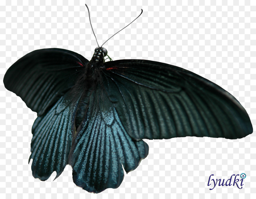 Mariposa，Insecto PNG