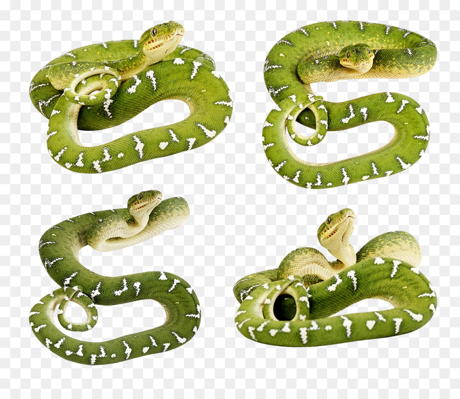 Serpiente，Serpiente Verde Suave PNG