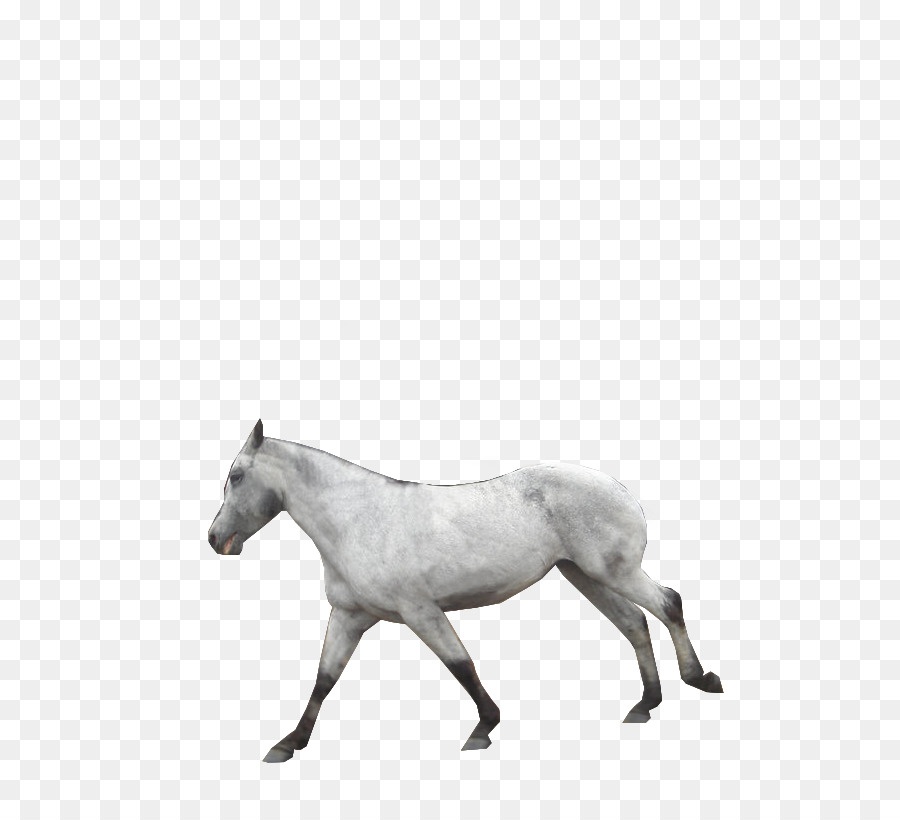 American Paint Horse，Pony PNG