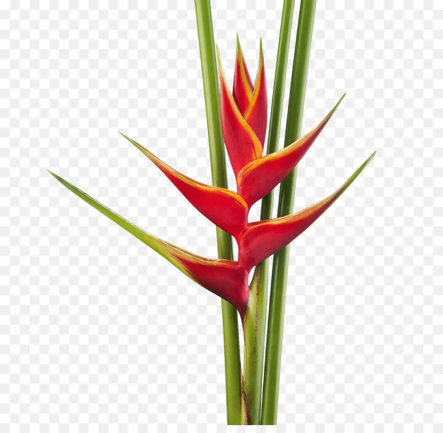 Heliconia Bihai，Flor PNG