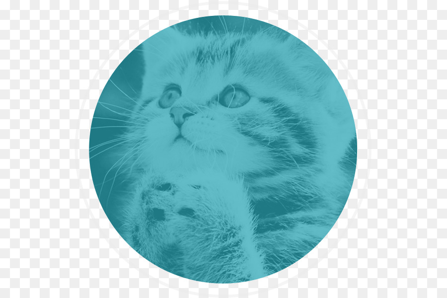 La Religión，Gatito PNG