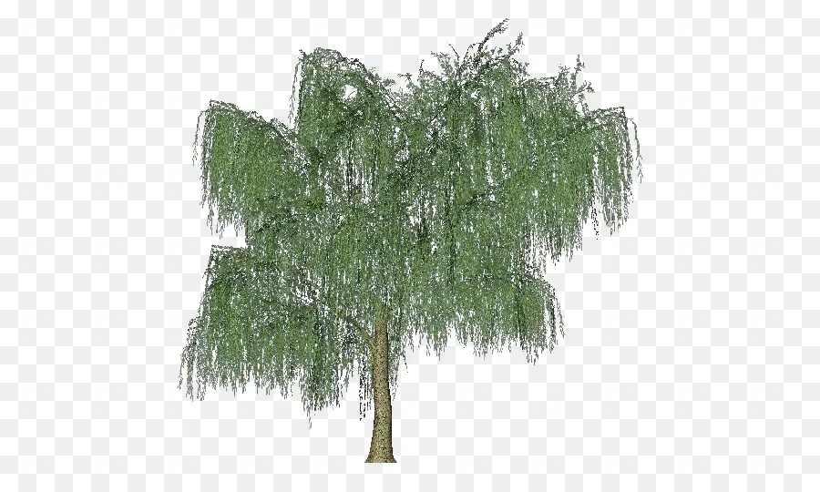 árbol，Sauce Llorón PNG