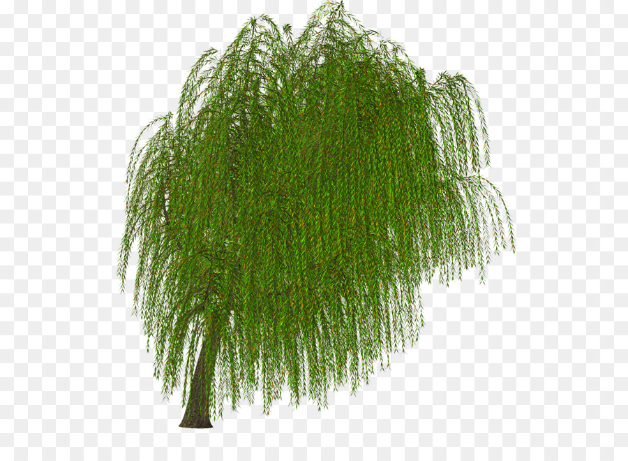 Plantas Vasculares，Planta PNG