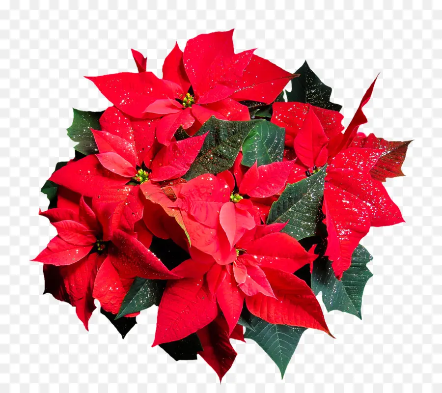 Flor De Pascua，Navidad PNG