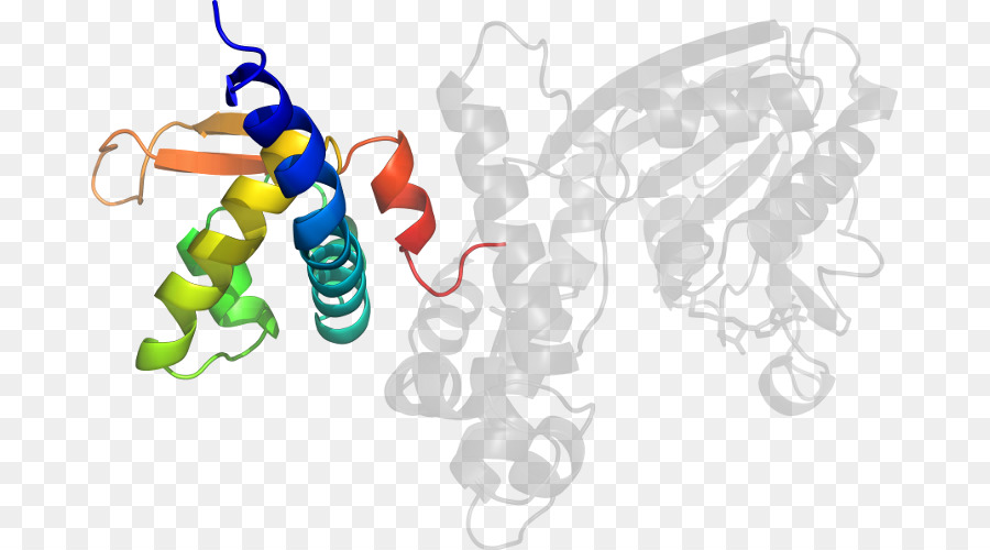 Estructura De La Proteína，Molécula PNG