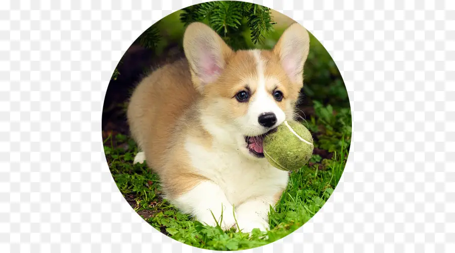 Pembroke Welsh Corgi，Cardigan Welsh Corgi PNG