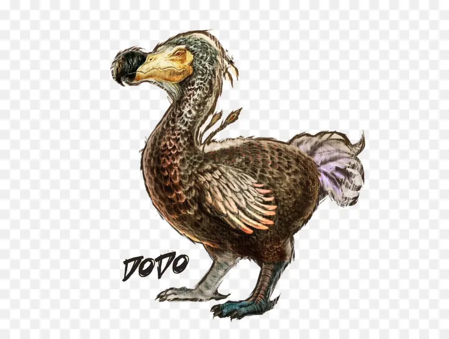 Arca De Supervivencia Evolucionado，Dodo PNG