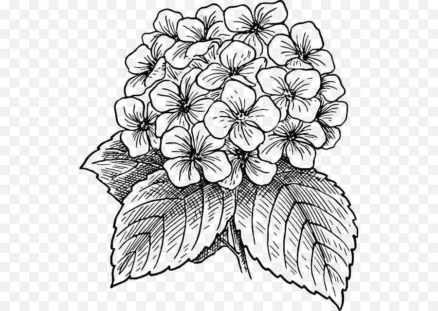 French Hydrangea，Dibujo PNG