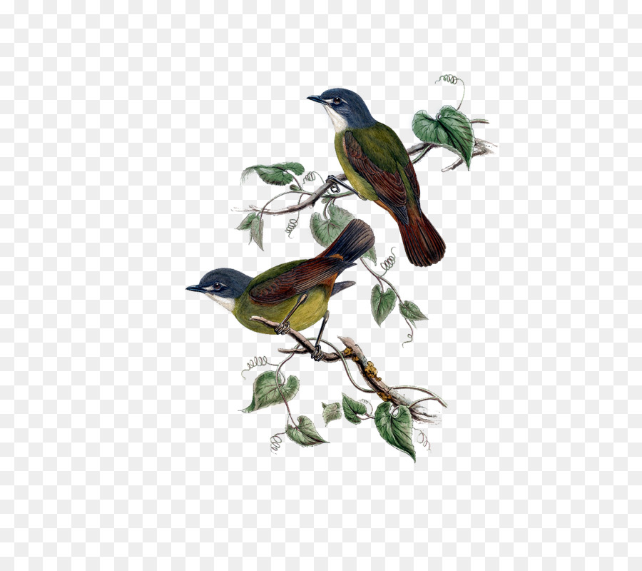 Pájaro，Loro PNG