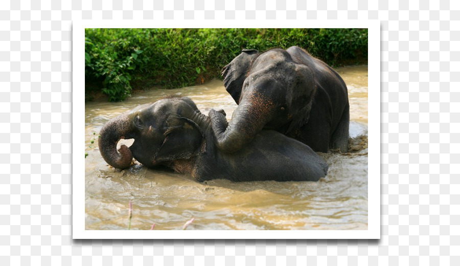 Parque Nacional De Khao Sok，Elephant Nature Park PNG