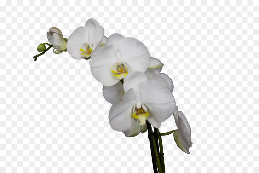 Orquídeas Blancas，Pétalos PNG