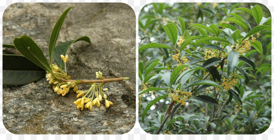 Dulce Osmanthus，Planta PNG