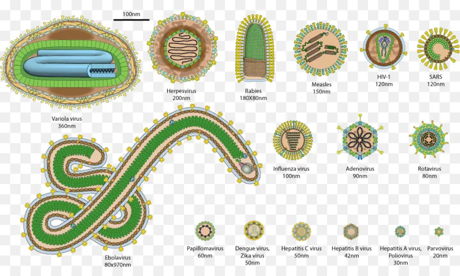 Virus，La Gripe PNG