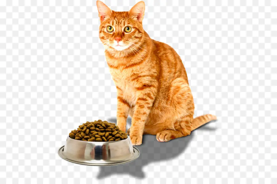 Gato，Mascota PNG