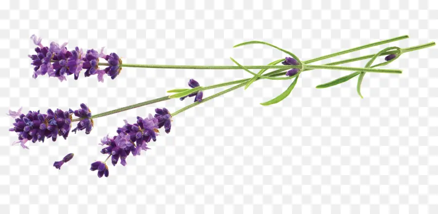 Lavanda，Flor PNG