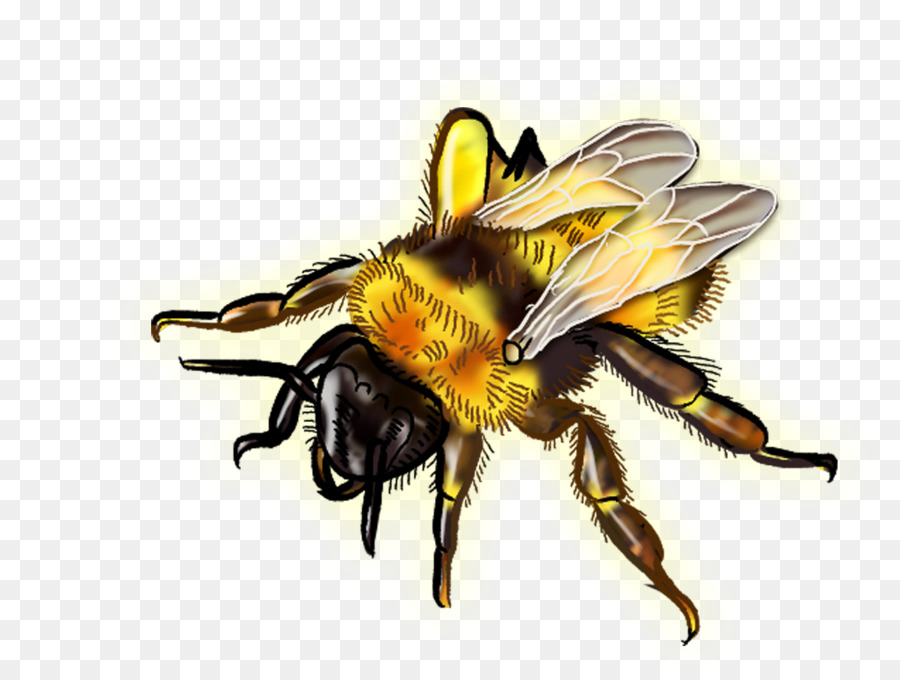 Abeja，Alas PNG