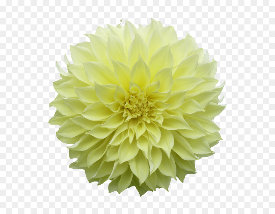 Dalia，Planta PNG