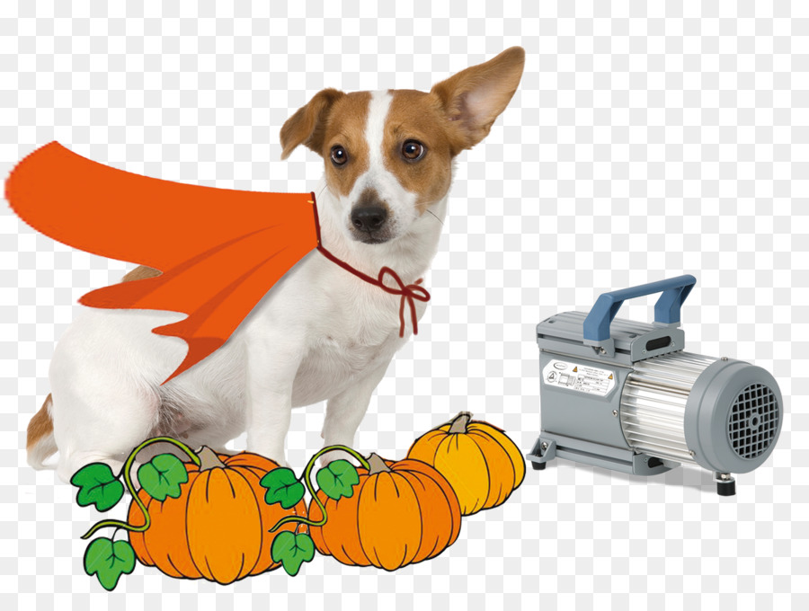 Russell Terrier，Jack Russell Terrier PNG