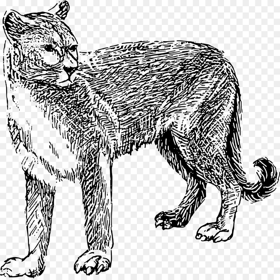 Gato Dientes De Sable，Prehistórico PNG