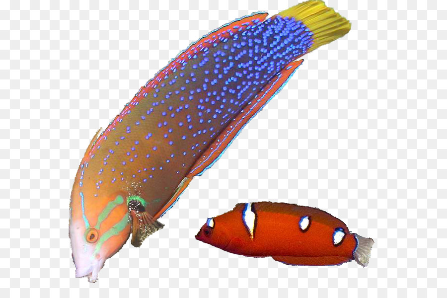 Los Peces，Pejesapo Estriado PNG