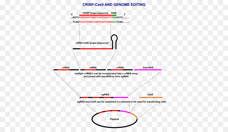 Crispr，Plásmido PNG