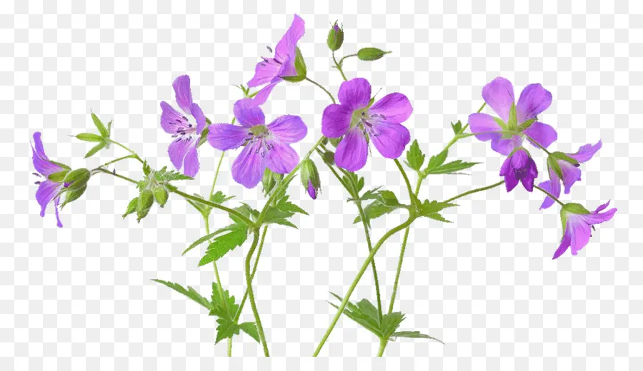 Geranio Pratense，Geranium Maculatum PNG