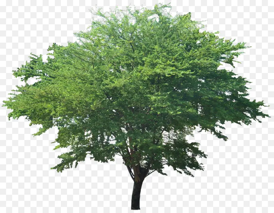 árbol Verde，Árbol PNG