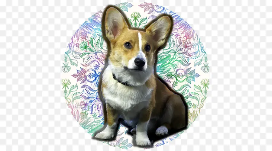 Pembroke Welsh Corgi，Cardigan Welsh Corgi PNG