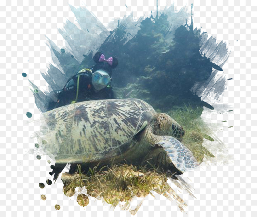 Tortuga，Reptiles PNG