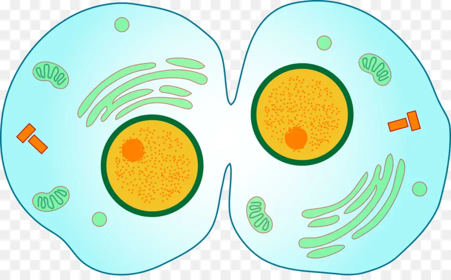 La Citocinesis，La Mitosis PNG