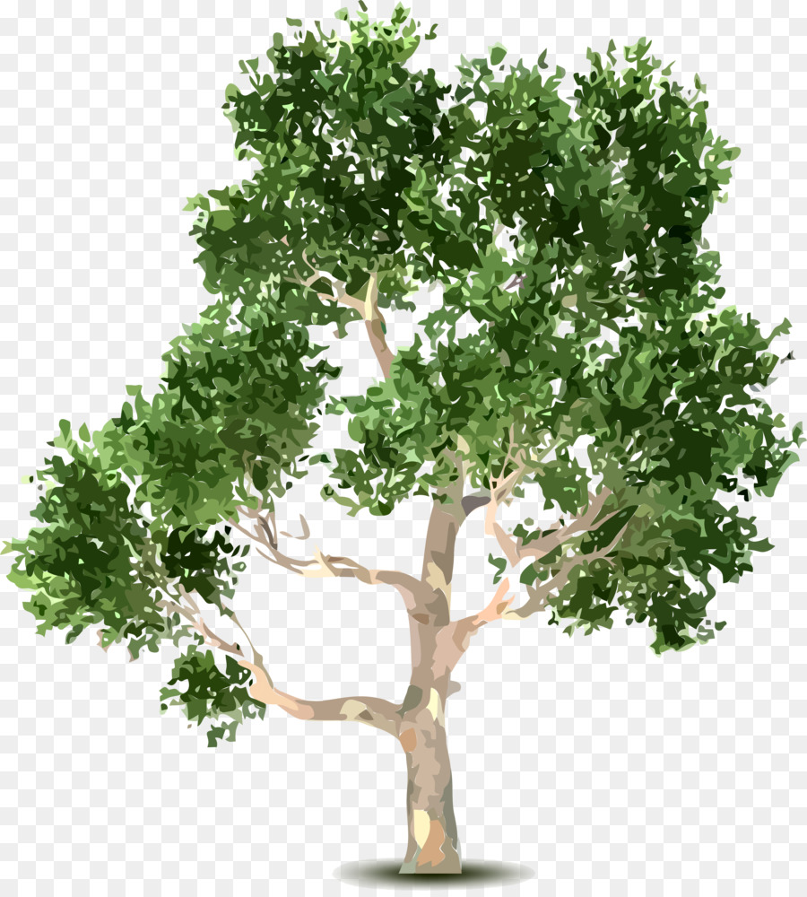 árbol，Arbusto PNG