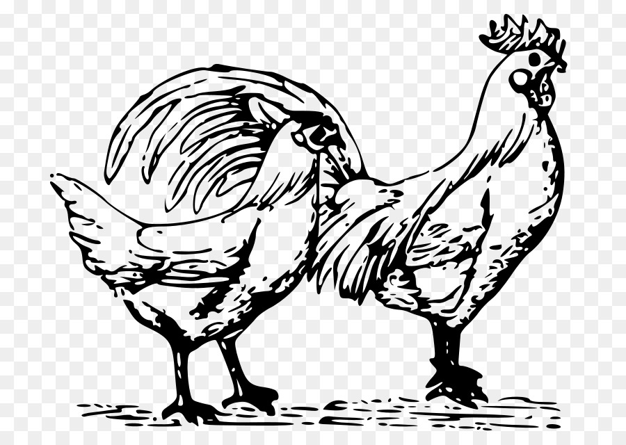 Pollo，Gallo PNG