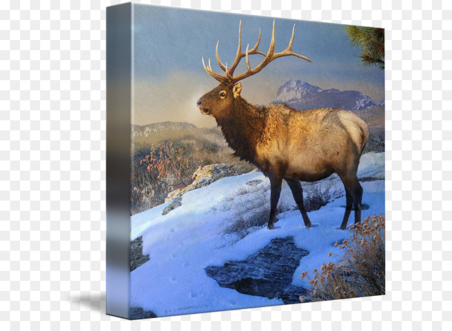 Elk，Los Ciervos PNG