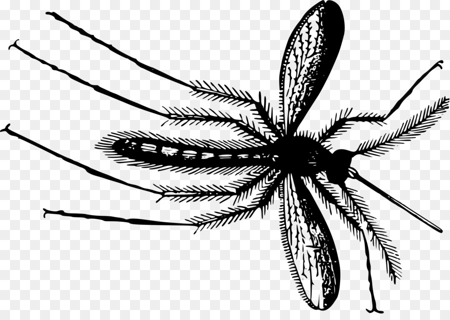 Mosquito，Gnat PNG