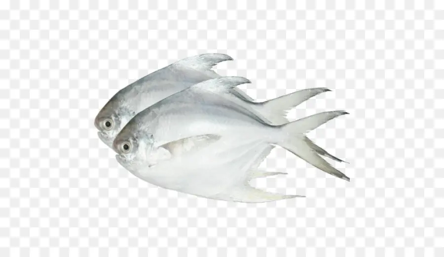 Pampus Argenteus，Pomfret PNG