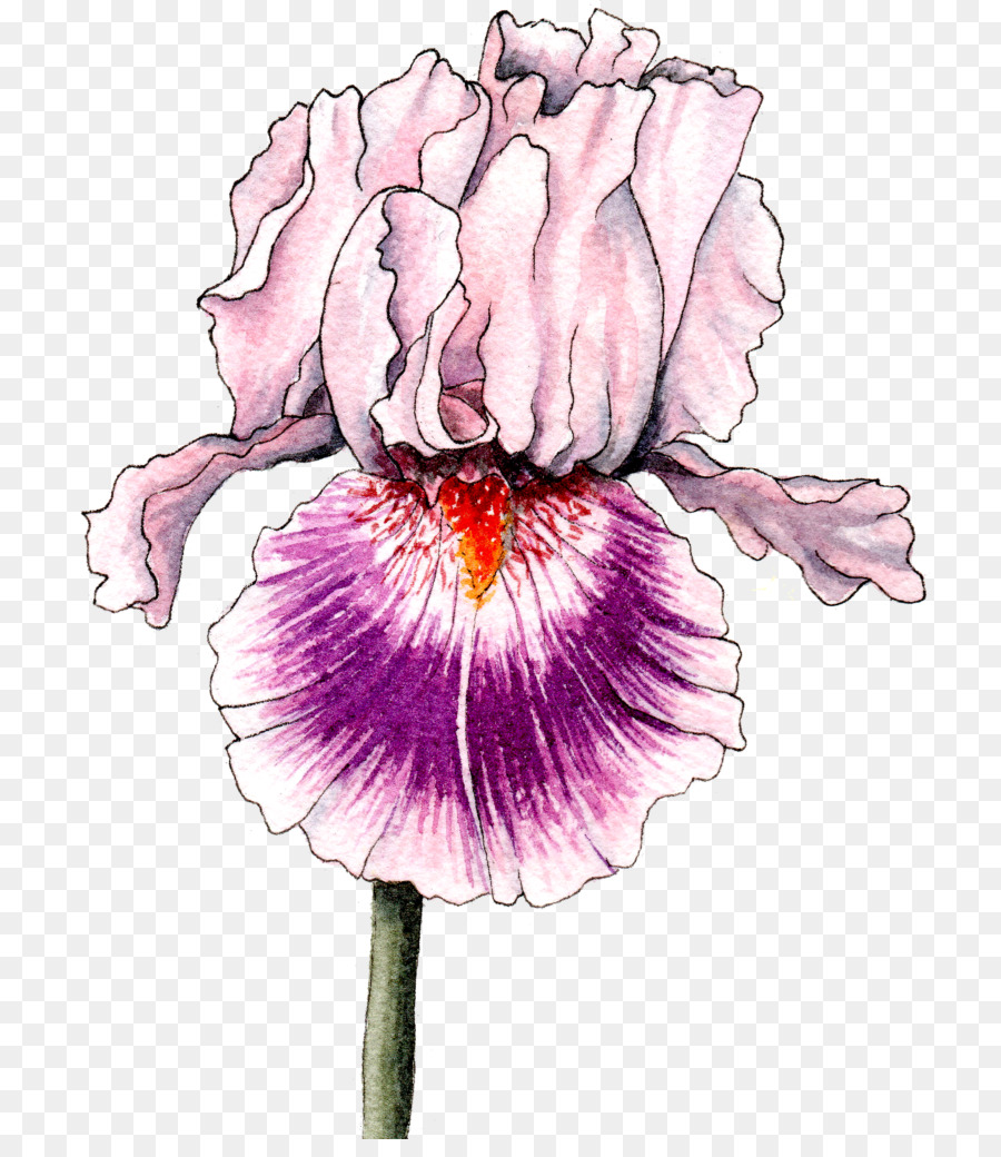 Violeta，Planta PNG