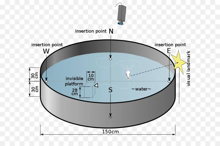 Laberinto De Agua，Plataforma PNG