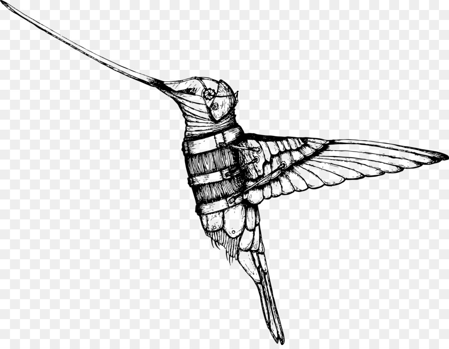 Dibujo De Colibrí，Pájaro PNG