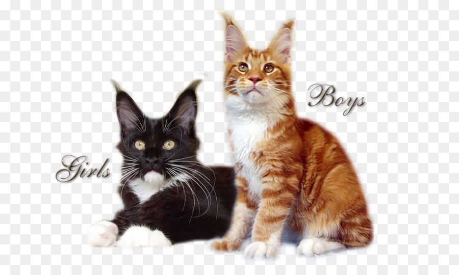 Maine Coon，American Wirehair PNG