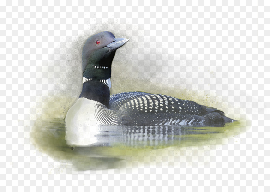 Pato，La Sidra PNG