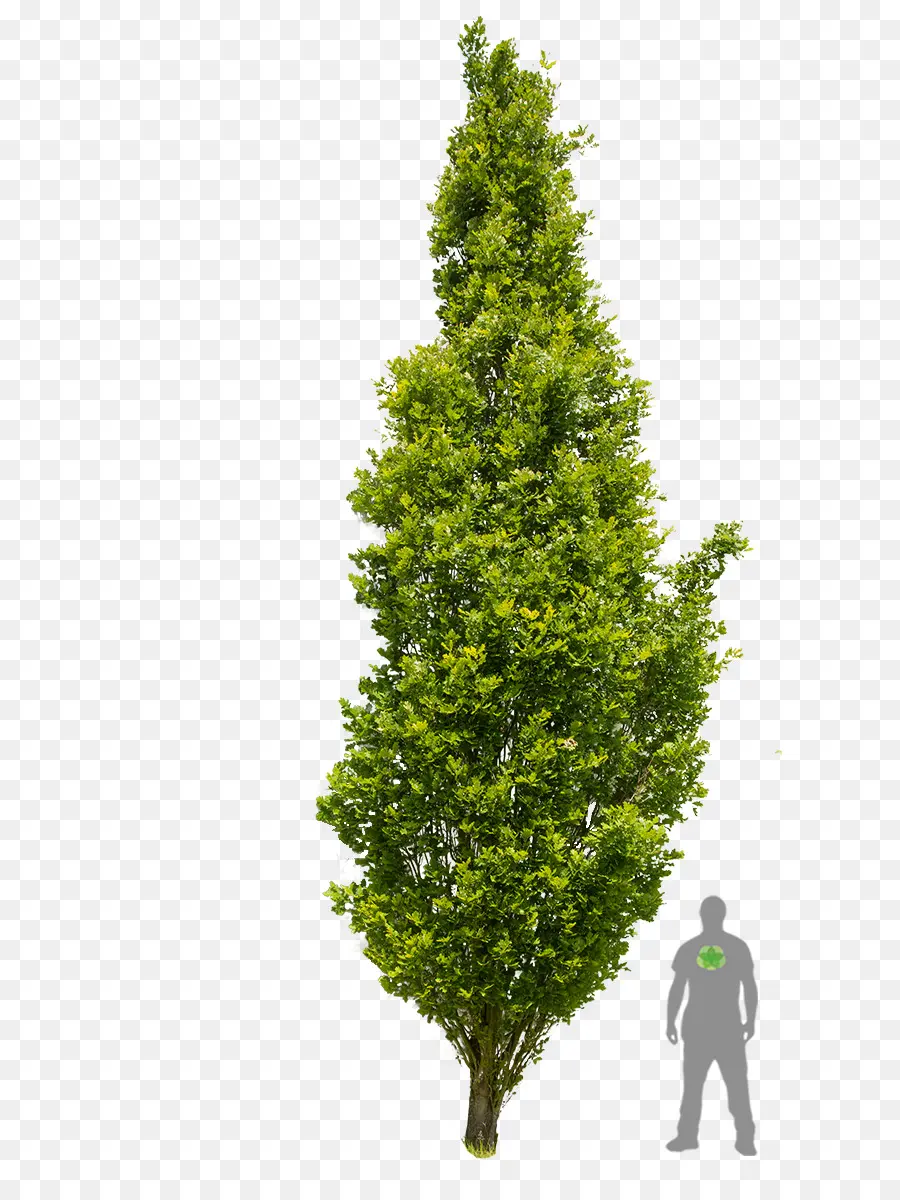 árbol De Navidad Artificial，La Navidad PNG