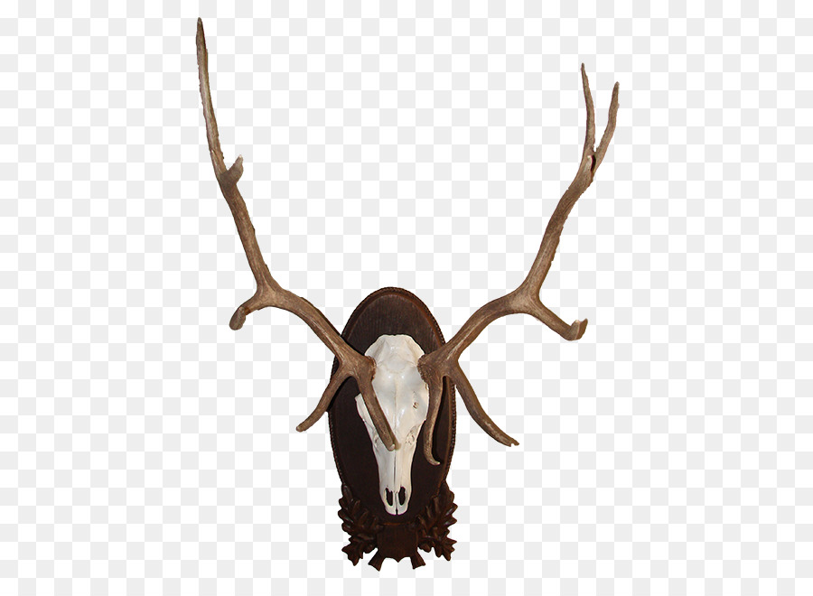 Los Ciervos，Elk PNG