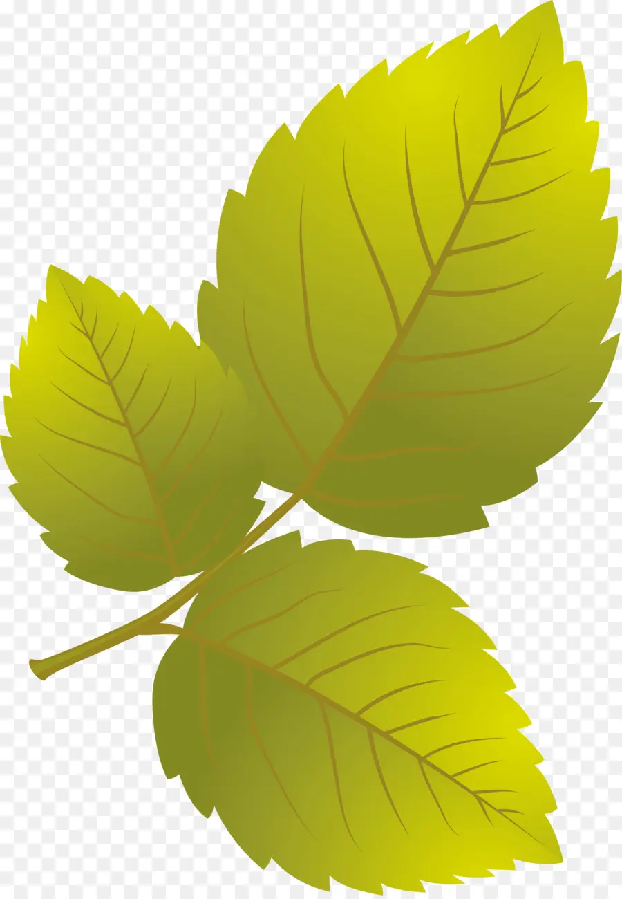 Hojas Verdes，Naturaleza PNG