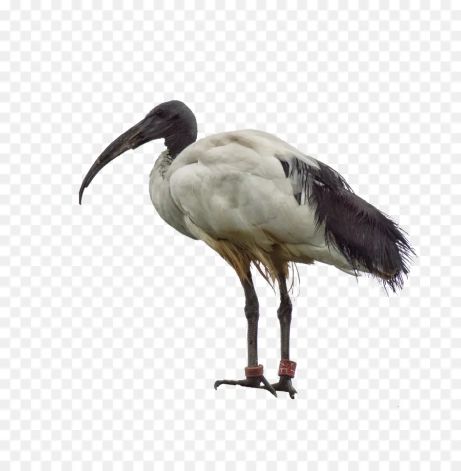 Ibis，Pájaro PNG