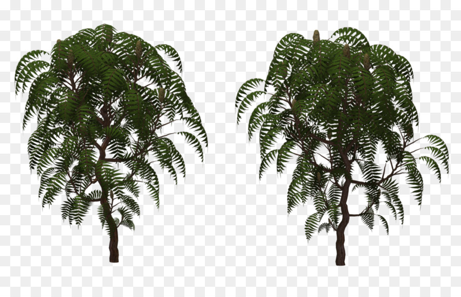 Rhus Typhina，Arbusto PNG