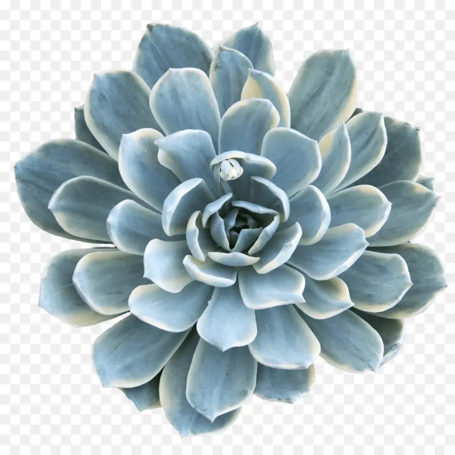 Flor，Turquesa PNG