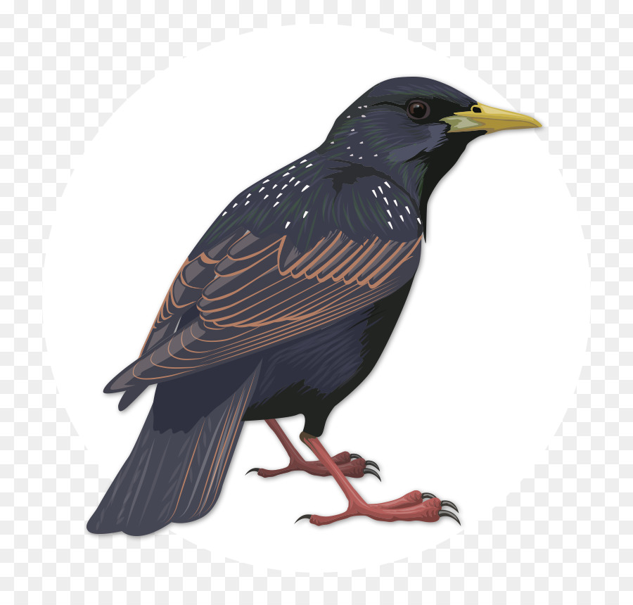 Pájaro，Común Estornino PNG